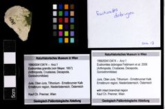 Foto (Objekt + Etiketten) von Eodromites dobrogea (Feldmann et al., 2006) 